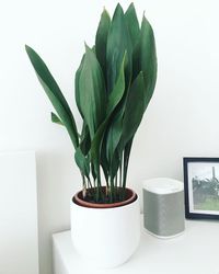 Aspidistra Elatior image number 4. All credits to joshuaplants_. Aspidistra Elatior image number 4. All credits to joshuaplants_.