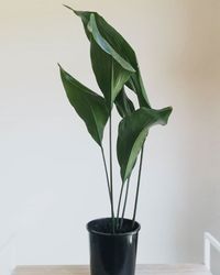 Aspidistra Elatior image number 5. All credits to potplant_studio. Aspidistra Elatior image number 5. All credits to potplant_studio.