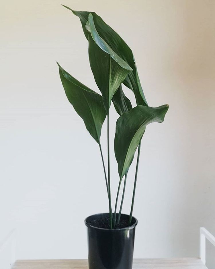 Aspidistra Elatior image number 5. All credits to potplant_studio. Aspidistra Elatior image number 5. All credits to potplant_studio.
