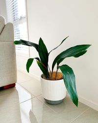 Aspidistra Elatior image number 6. All credits to the.plant.killer. Aspidistra Elatior image number 6. All credits to the.plant.killer.
