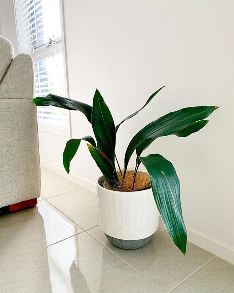 Aspidistra Elatior image number 6. All credits to the.plant.killer. Aspidistra Elatior image number 6. All credits to the.plant.killer.
