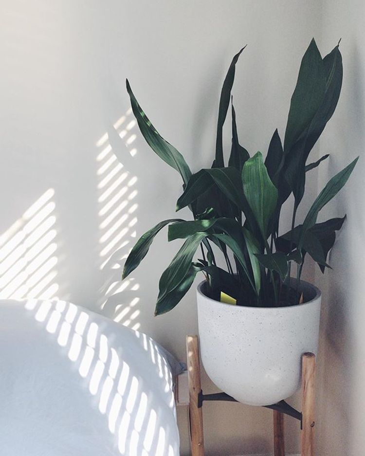 Aspidistra Elatior image number 7. All credits to itsgreeneroverhere. Aspidistra Elatior image number 7. All credits to itsgreeneroverhere.
