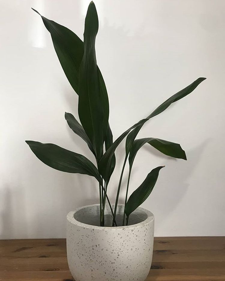 Aspidistra Elatior image number 8. All credits to diy_by_m_and_j.