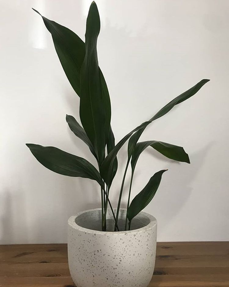 Aspidistra Elatior image number 8. All credits to diy_by_m_and_j. Aspidistra Elatior image number 8. All credits to diy_by_m_and_j.