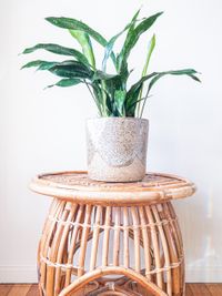 Aspidistra Elatior Milky Way image number 3. All credits to coco_and_cuttings. Aspidistra Elatior Milky Way image number 3. All credits to coco_and_cuttings.