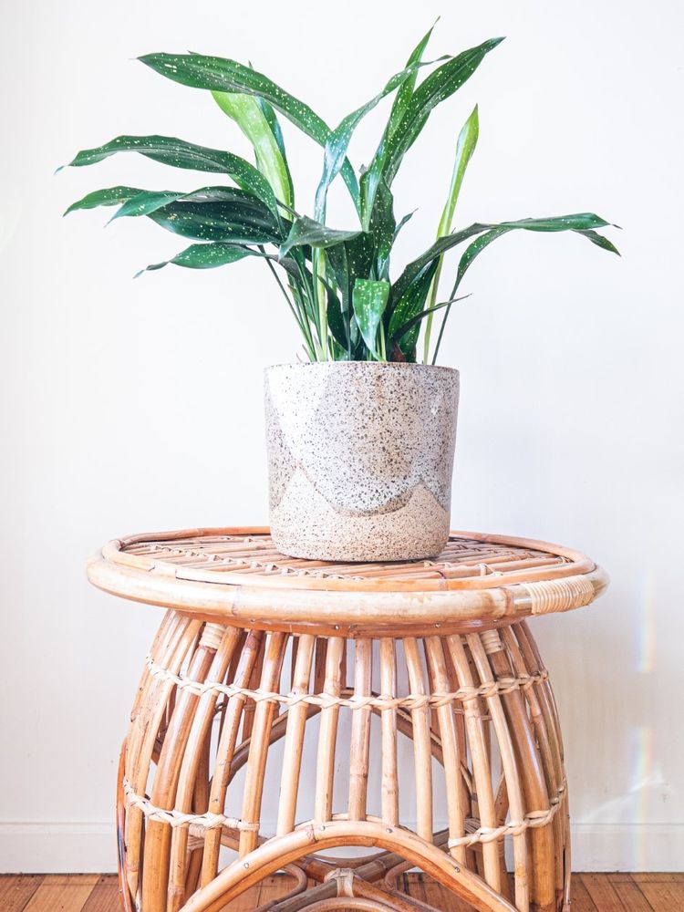Aspidistra Elatior Milky Way image number 3. All credits to coco_and_cuttings. Aspidistra Elatior Milky Way image number 3. All credits to coco_and_cuttings.