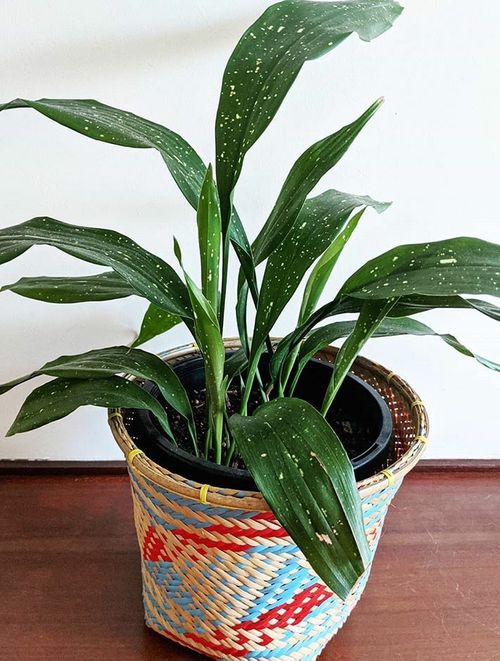 A beautiful and healthy Aspidistra Elatior Milky Way known as Cast Iron Plant Milky Way.