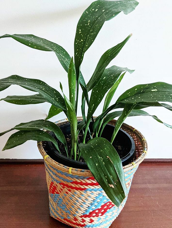 A beautiful and healthy Aspidistra Elatior Milky Way known as Cast Iron Plant Milky Way.