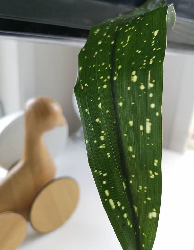 Aspidistra Elatior Milky Way image number 6. All credits to plantthetowngreen. Aspidistra Elatior Milky Way image number 6. All credits to plantthetowngreen.