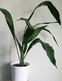 Aspidistra Elatior Milky Way image number 7. All credits to kasvipsykoosi. Aspidistra Elatior Milky Way image number 7. All credits to kasvipsykoosi.