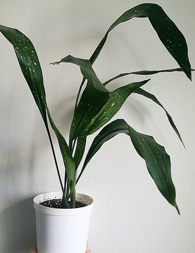 Aspidistra Elatior Milky Way image number 7. All credits to kasvipsykoosi. Aspidistra Elatior Milky Way image number 7. All credits to kasvipsykoosi.