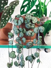 Ceropegia Woodii image number 1. All credits to plantgirlonline. Ceropegia Woodii image number 1. All credits to plantgirlonline.