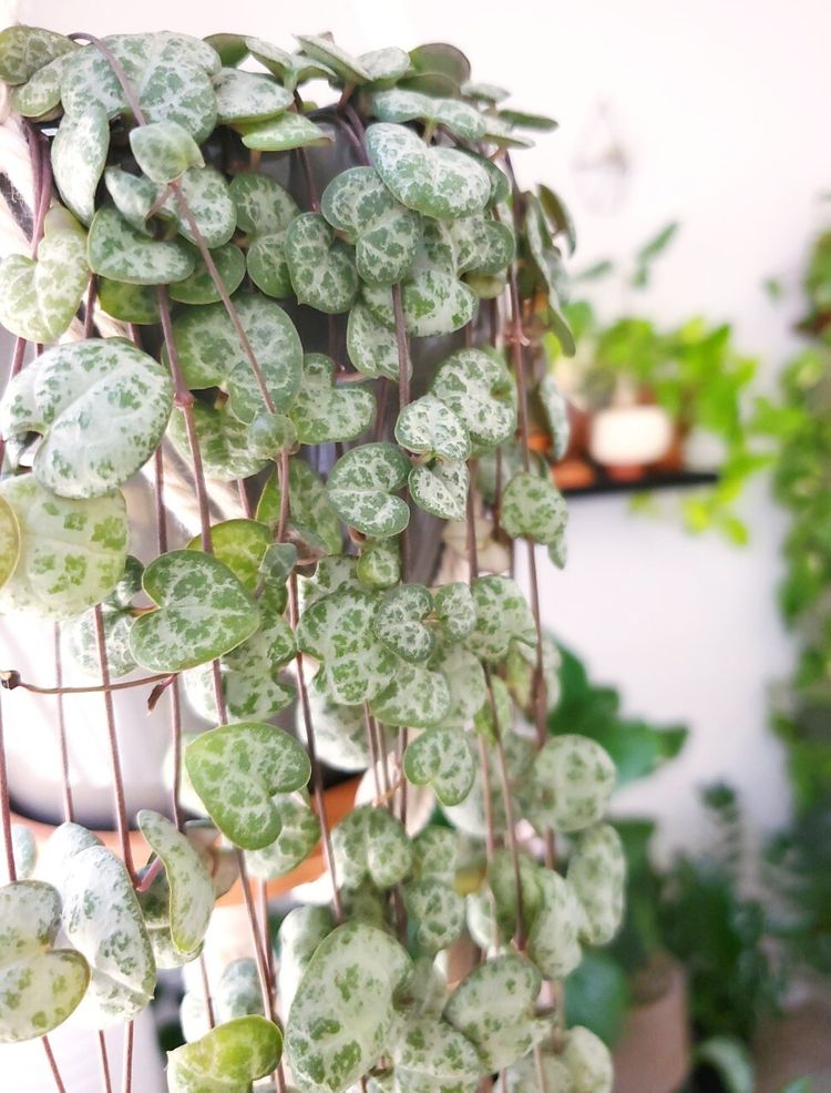 Ceropegia Woodii image number 4. All credits to perennialparenthood. Ceropegia Woodii image number 4. All credits to perennialparenthood.