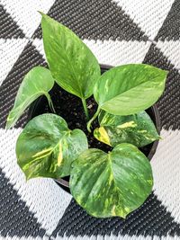 Epipremnum Aureum image number 1. All credits to just.plantsnz. Epipremnum Aureum image number 1. All credits to just.plantsnz.