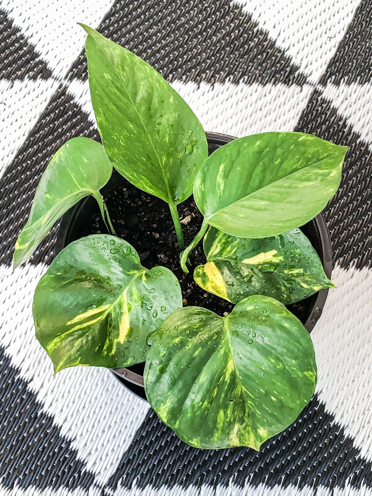 A beautiful and healthy Epipremnum Aureum known as Golden Pothos.