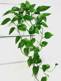 Epipremnum Aureum image number 10. All credits to sweettropicalroom. Epipremnum Aureum image number 10. All credits to sweettropicalroom.