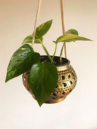 Epipremnum Aureum image number 11. All credits to manta_plantmama. Epipremnum Aureum image number 11. All credits to manta_plantmama.