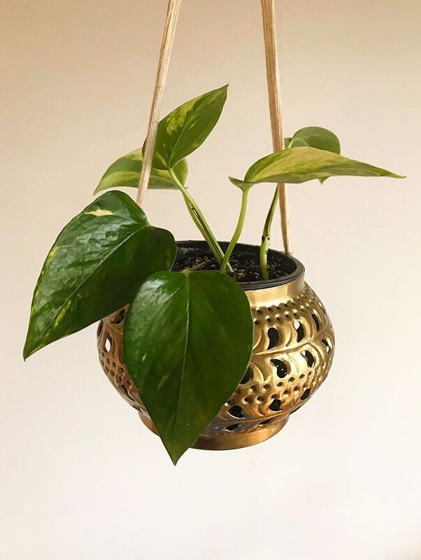 Epipremnum Aureum image number 11. All credits to manta_plantmama. Epipremnum Aureum image number 11. All credits to manta_plantmama.