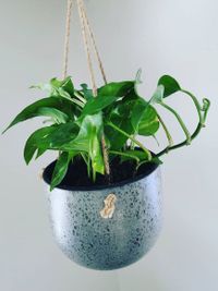 Epipremnum Aureum image number 2. All credits to plantekrok. Epipremnum Aureum image number 2. All credits to plantekrok.