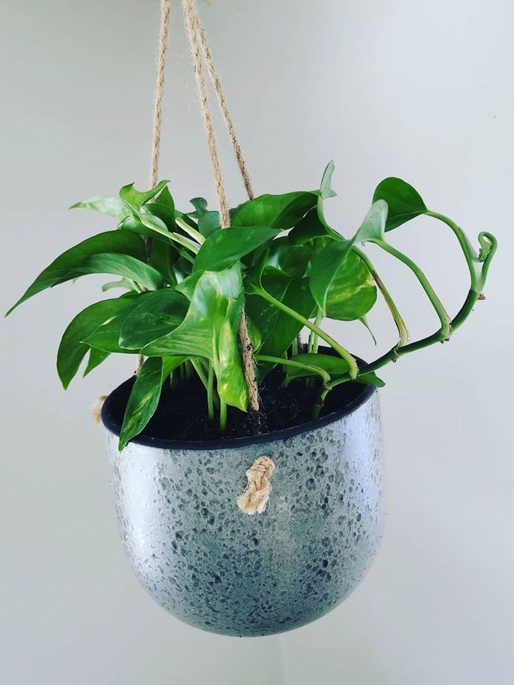 Epipremnum Aureum image number 2. All credits to plantekrok. Epipremnum Aureum image number 2. All credits to plantekrok.