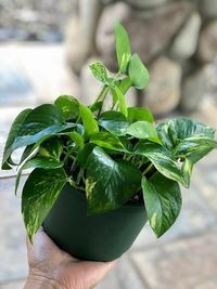 Epipremnum Aureum image number 3. All credits to alohafromoahu. Epipremnum Aureum image number 3. All credits to alohafromoahu.