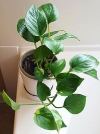 Epipremnum Aureum image number 5. All credits to theplantbbs. Epipremnum Aureum image number 5. All credits to theplantbbs.