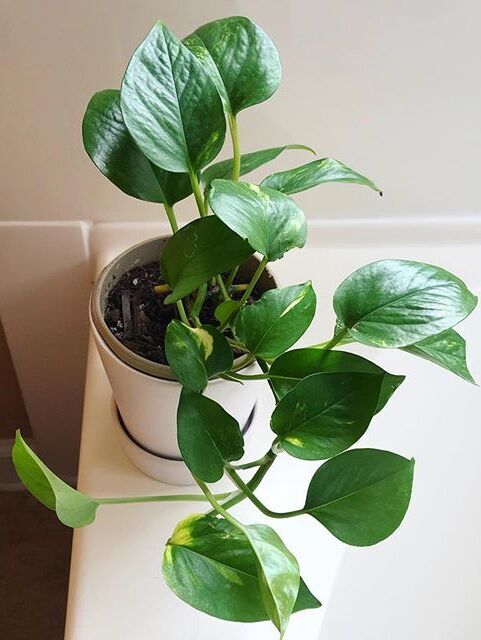 Epipremnum Aureum image number 5. All credits to theplantbbs. Epipremnum Aureum image number 5. All credits to theplantbbs.