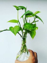Epipremnum Aureum image number 7. All credits to hhidoorplant. Epipremnum Aureum image number 7. All credits to hhidoorplant.