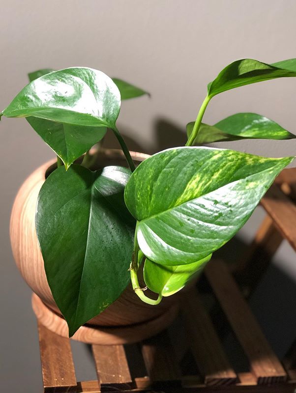Epipremnum Aureum image number 9. All credits to inaplantfrenzy. Epipremnum Aureum image number 9. All credits to inaplantfrenzy.