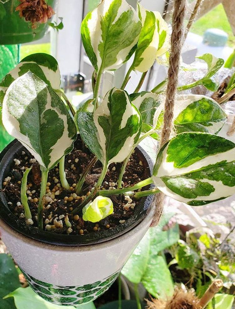 Epipremnum Aureum Glacier Care, Images And Videos - Chooseyourplant