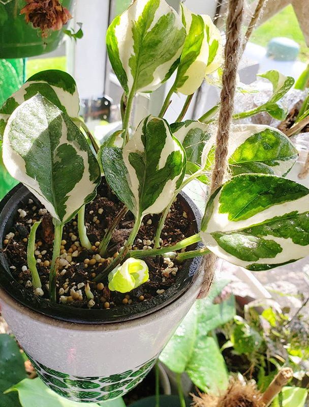 A beautiful and healthy Epipremnum Aureum Glacier known as Glacier Pothos.