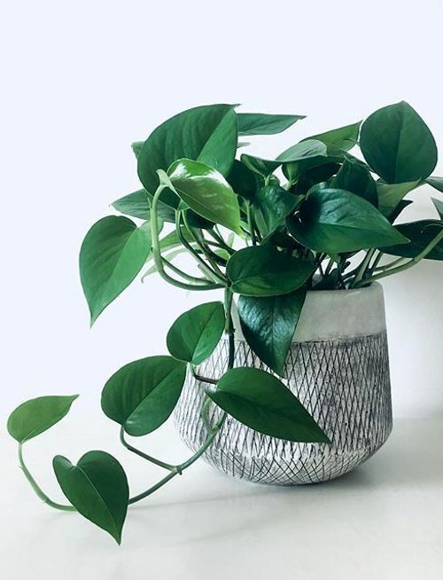 A beautiful and healthy Epipremnum Aureum Jade known as Jade Pothos.