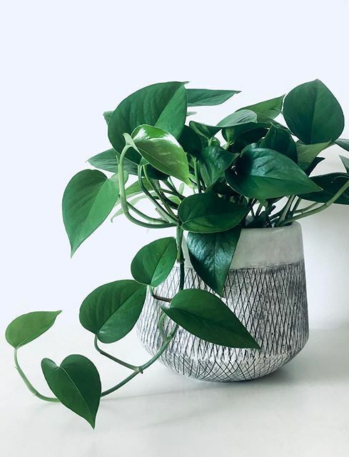 A beautiful and healthy Epipremnum Aureum Jade known as Jade Pothos.