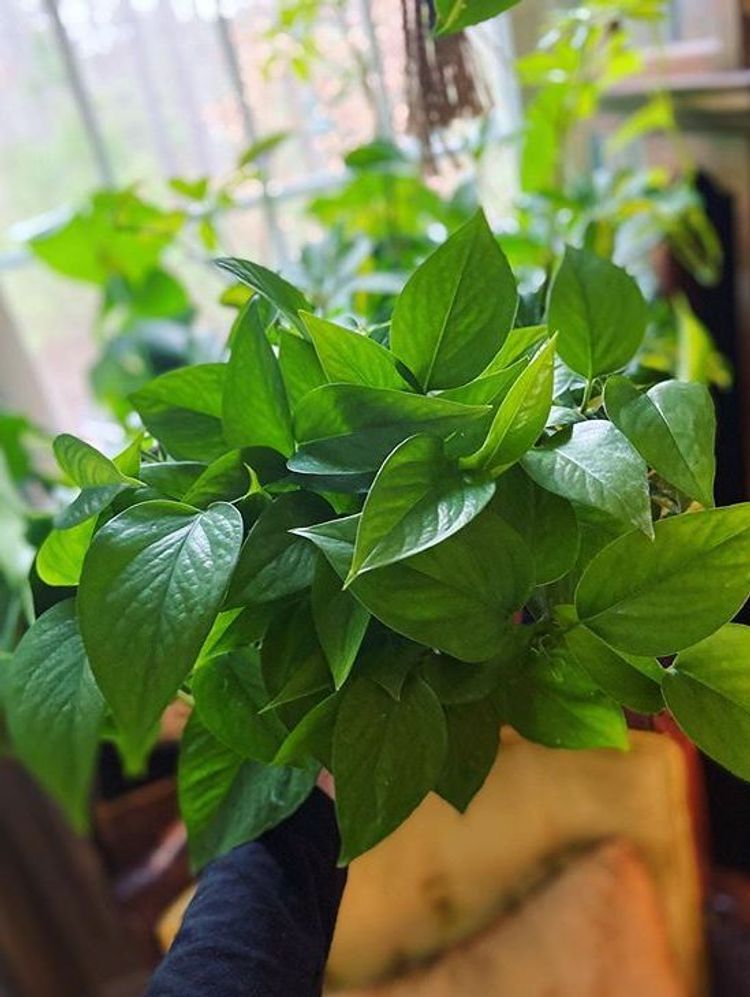 Epipremnum Aureum Jade image number 5. All credits to growingplantsandi_. Epipremnum Aureum Jade image number 5. All credits to growingplantsandi_.