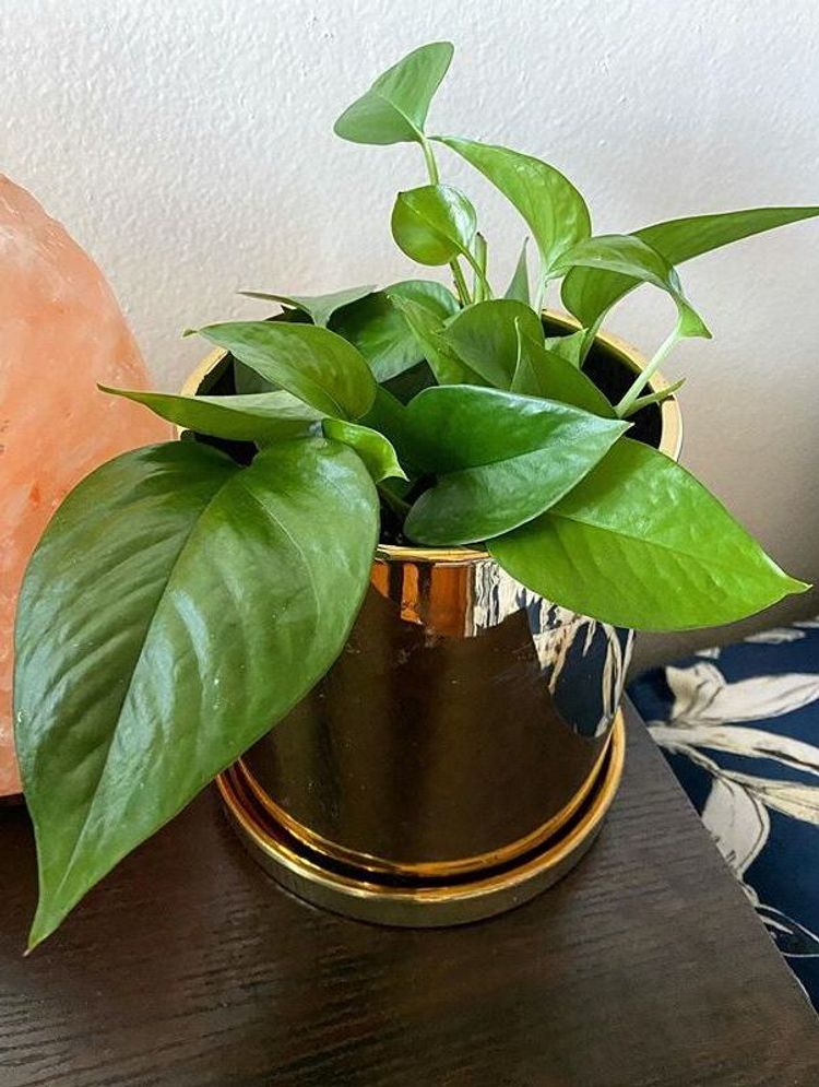 Epipremnum Aureum Jade image number 8. All credits to botanicals_by_bonja_. Epipremnum Aureum Jade image number 8. All credits to botanicals_by_bonja_.