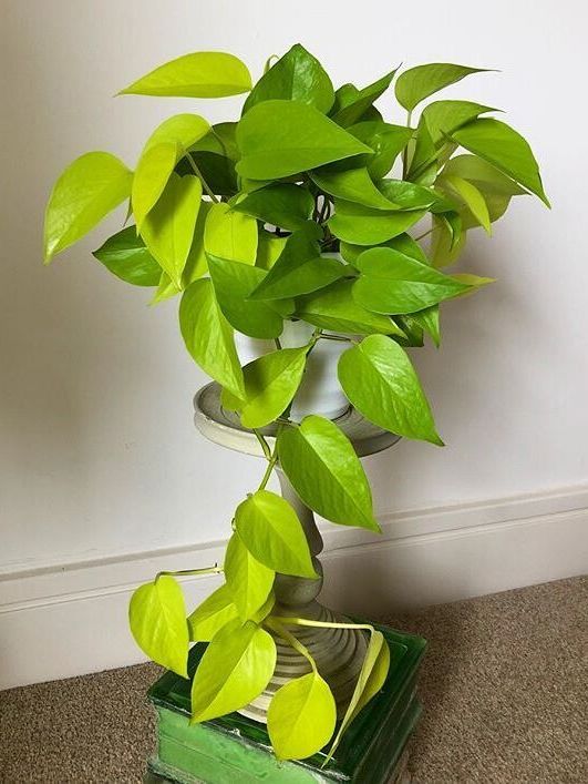 A beautiful and healthy Epipremnum Aureum Neon known as Neon Pothos.