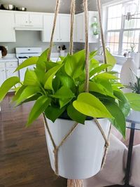 Epipremnum Aureum Neon image number 10. All credits to flora_and_furnish. Epipremnum Aureum Neon image number 10. All credits to flora_and_furnish.