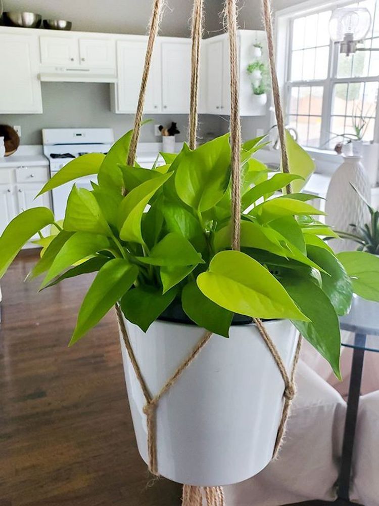 Epipremnum Aureum Neon image number 10. All credits to flora_and_furnish. Epipremnum Aureum Neon image number 10. All credits to flora_and_furnish.