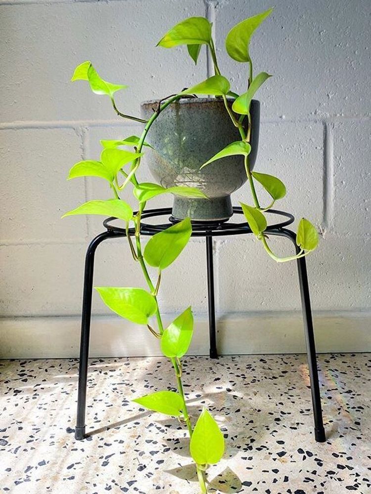Epipremnum Aureum Neon image number 3. All credits to thewildpoppyseed. Epipremnum Aureum Neon image number 3. All credits to thewildpoppyseed.