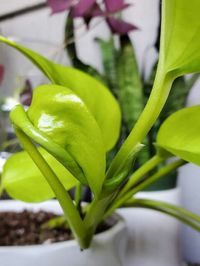 Epipremnum Aureum Neon image number 4. All credits to kaiabellanca. Epipremnum Aureum Neon image number 4. All credits to kaiabellanca.