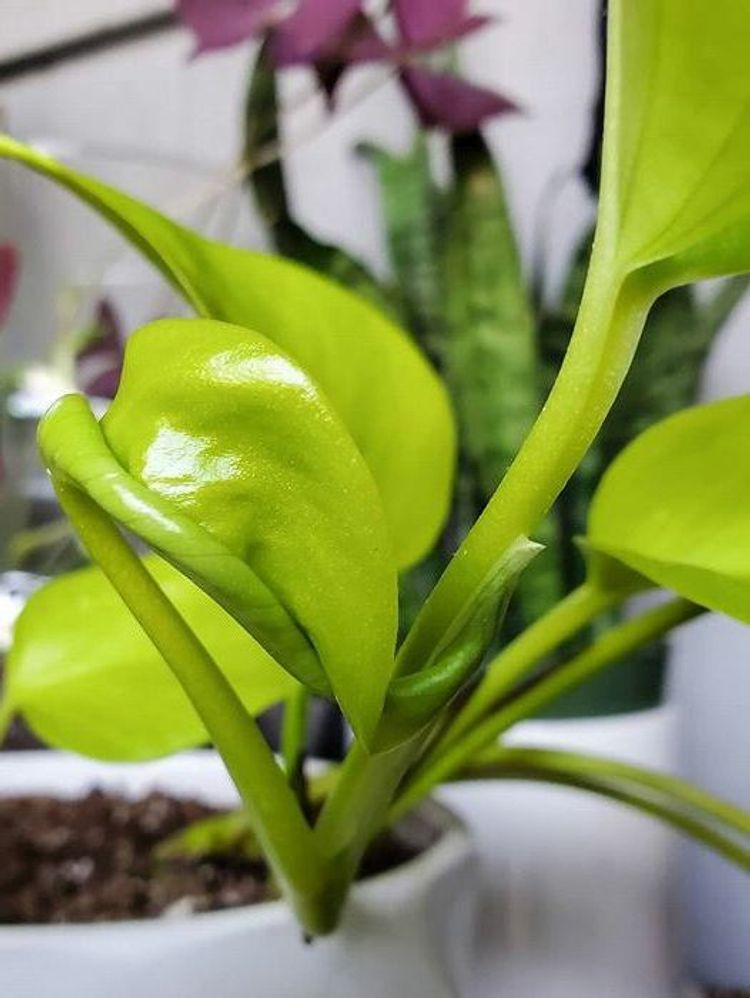 Epipremnum Aureum Neon image number 4. All credits to kaiabellanca. Epipremnum Aureum Neon image number 4. All credits to kaiabellanca.