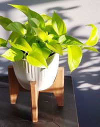 Epipremnum Aureum Neon image number 5. All credits to jungle_in_the_burbs. Epipremnum Aureum Neon image number 5. All credits to jungle_in_the_burbs.