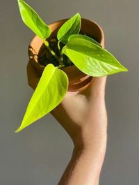Epipremnum Aureum Neon image number 7. All credits to artandplantstudio. Epipremnum Aureum Neon image number 7. All credits to artandplantstudio.