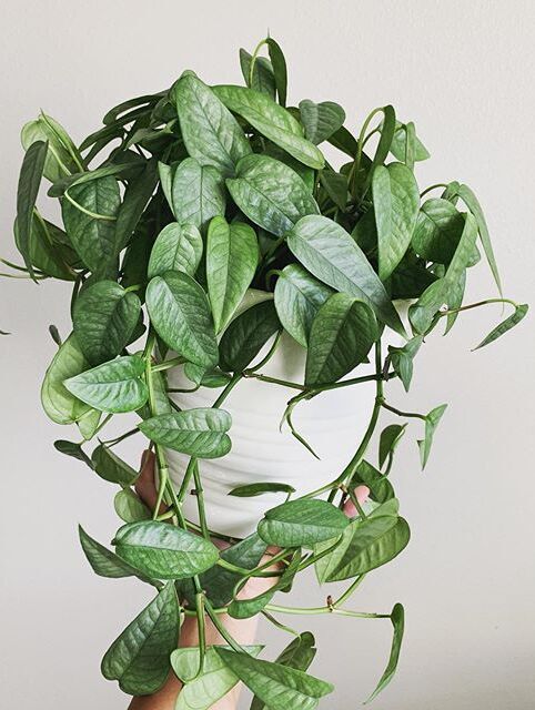 A beautiful and healthy Epipremnum Pinnatum Cebu Blue known as Cebu Blue Pothos.