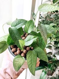 Epipremnum Pinnatum Cebu Blue image number 10. All credits to plantsythings. Epipremnum Pinnatum Cebu Blue image number 10. All credits to plantsythings.