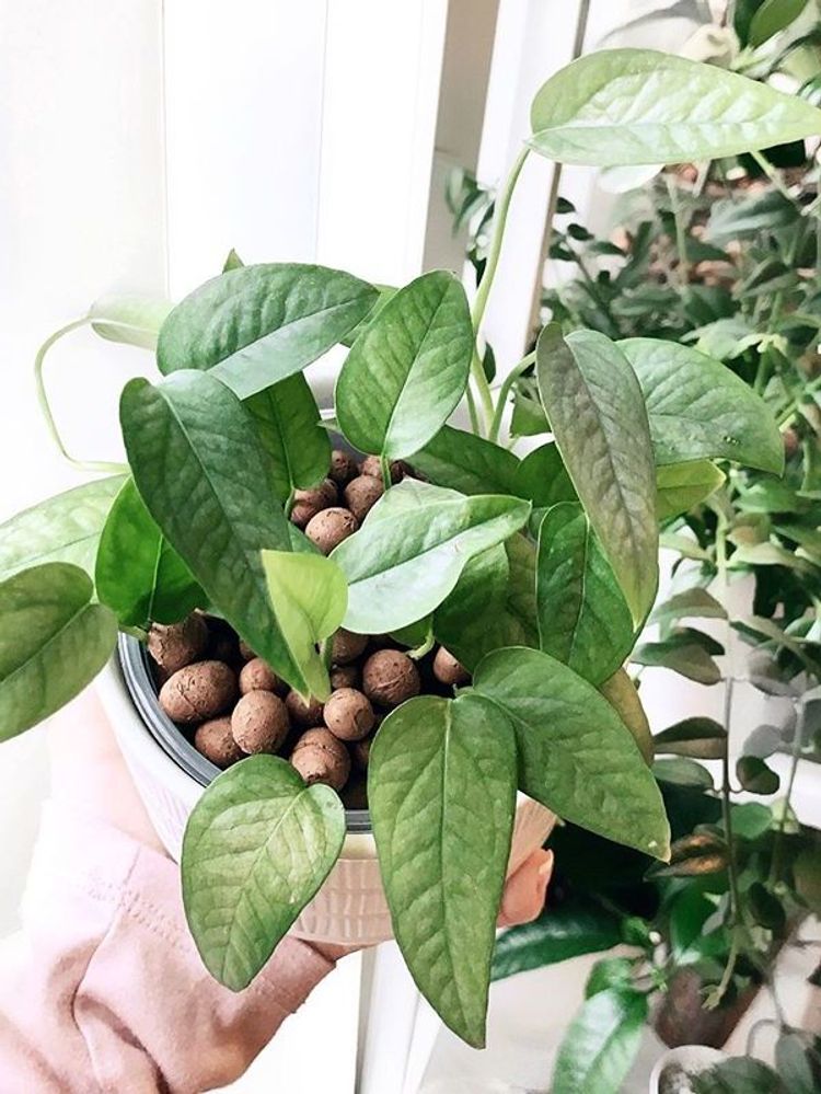 Epipremnum Pinnatum Cebu Blue image number 10. All credits to plantsythings. Epipremnum Pinnatum Cebu Blue image number 10. All credits to plantsythings.