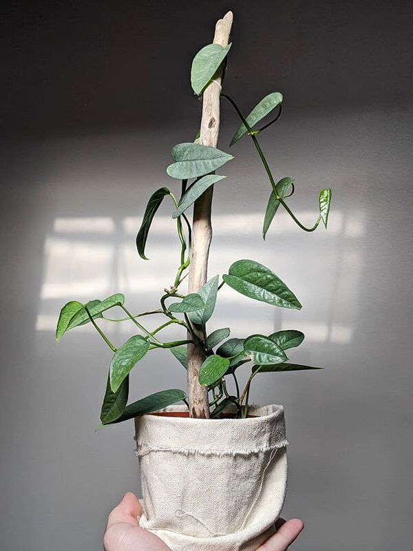 Epipremnum Pinnatum Cebu Blue image number 2. All credits to oliveshouseplants. Epipremnum Pinnatum Cebu Blue image number 2. All credits to oliveshouseplants.