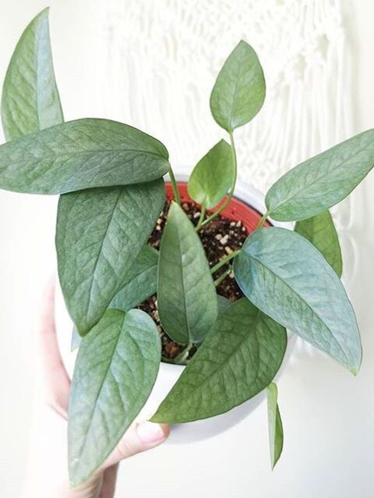 Epipremnum Pinnatum Cebu Blue image number 5. All credits to lovethemplants. Epipremnum Pinnatum Cebu Blue image number 5. All credits to lovethemplants.