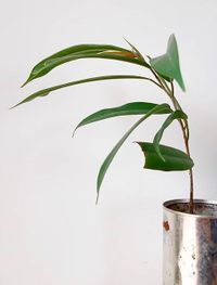 Ficus Binnendijkii Alii image number 11. All credits to wilhelm_eichen. Ficus Binnendijkii Alii image number 11. All credits to wilhelm_eichen.