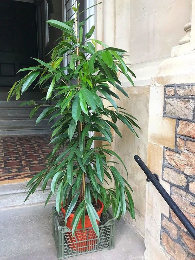 Ficus Binnendijkii Alii image number 12. All credits to ozariaplants. Ficus Binnendijkii Alii image number 12. All credits to ozariaplants.